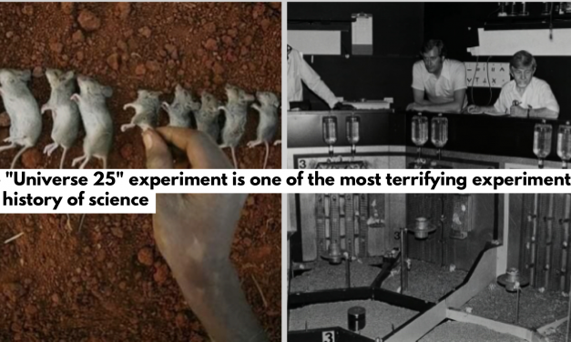 Watch: The “Universe 25” experiment is one of the most terrifying experiments in the history of science, which, through the behavior of a colony of mice, is an attempt by scientists to explain human societies.