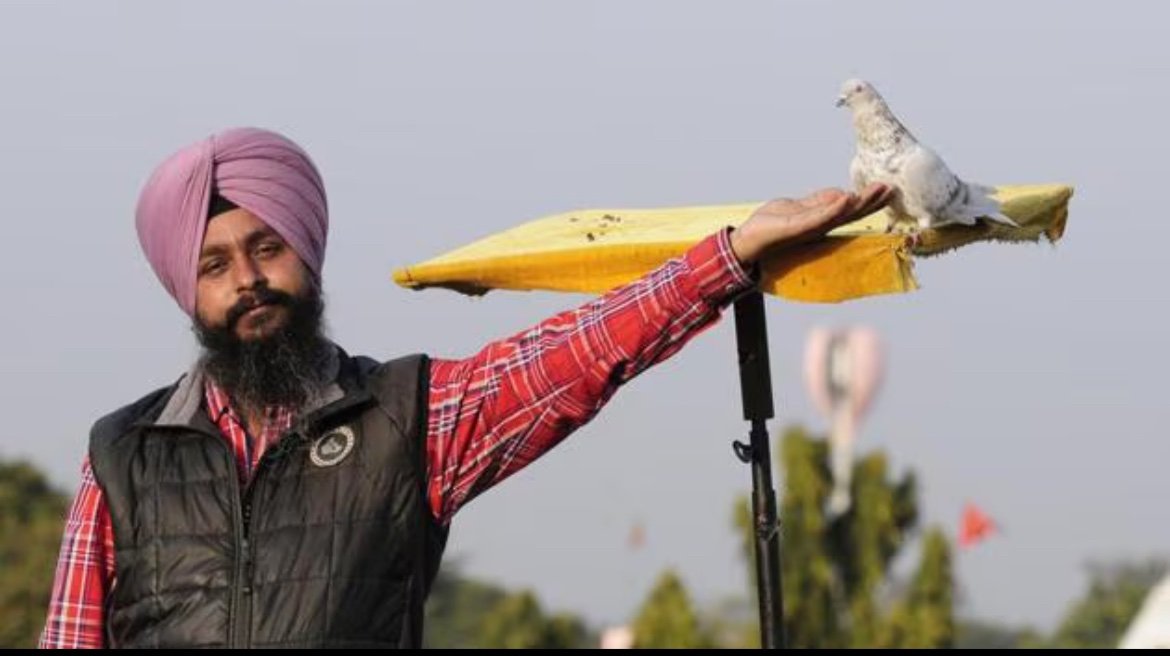Brampton men bounce tied pigeons on poles and call it culture.